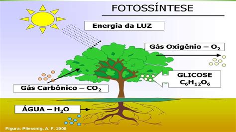 o que é responsável pela fotossíntese